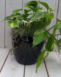Epipremnumgeelgroenzwarteantracietepot25cm-Warentuinnatuurlijk