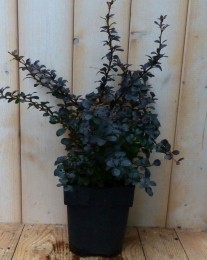 BerberisRood30cm-Warentuinnatuurlijk