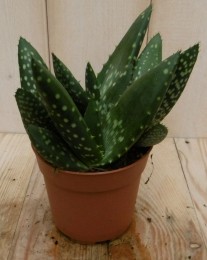 2stuksKamerplantJurassicDinoAloeParadisicum-Warentuinnatuurlijk