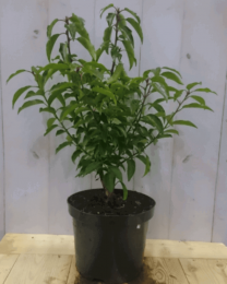PrunusAngustifoliaPortugeselaurier40cmWarentuinNatuurlijk-Warentuinnatuurlijk