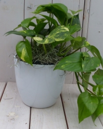 Epipremnumgeelgroenwittepot25cmWarentuinNatuurlijk-Warentuinnatuurlijk