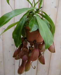 VleesetendeplantBekerplantNepenthes-Warentuinnatuurlijk