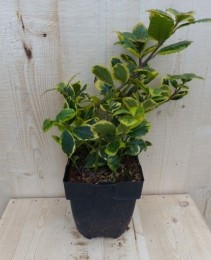 Hulstgeelbont30cm-Warentuinnatuurlijk