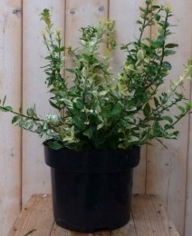 Kardinaalsmutswitbontkroesblad50cm-Warentuinnatuurlijk