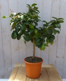 Citrusboompje-Warentuinnatuurlijk