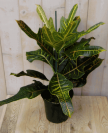 KamerplantCroton60cm-Warentuinnatuurlijk