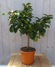 Citrusboompje-Warentuinnatuurlijk