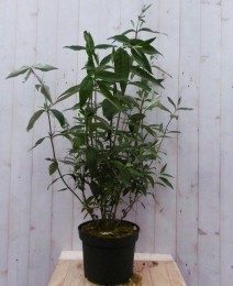 VlinderstruikBuddlejaPaarsGroot80cm-Warentuinnatuurlijk