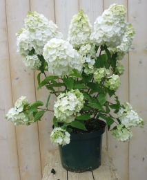 PluimHortensiaHydrangeaWit-Warentuinnatuurlijk