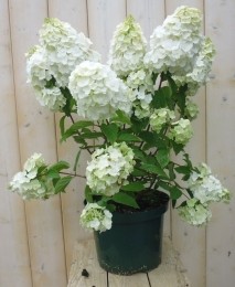 PluimHortensiaHydrangeaWit-Warentuinnatuurlijk