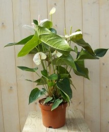 FlamingoplantAnthuriumwit60cm-Warentuinnatuurlijk