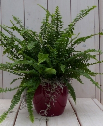 Koningsvarenrodepot30cmWarentuinNatuurlijk-Warentuinnatuurlijk