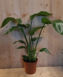 ParadijsvogelbloemNicolai50cmhoogkamerplant-Warentuinnatuurlijk