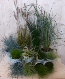 PlantenGrassenpakketplantenboxcirca6tot10plantenWarentuinNatuurlijk-Warentuinnatuurlijk