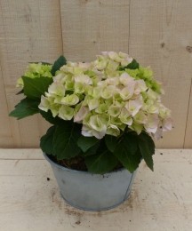 Zinkenbakjehortensiadia20cm-Warentuinnatuurlijk