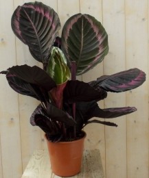 CalatheaSurpriseStarPauwenplantgrootbladmetroze60cm-Warentuinnatuurlijk