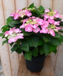 HortensiaHydrangearozerandjesbloem40cm-Warentuinnatuurlijk