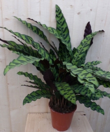 CalatheaInsignePauwenplantStippen60cm-Warentuinnatuurlijk
