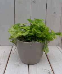 Kindjeopmoedersschootintaupepot25cm-Warentuinnatuurlijk