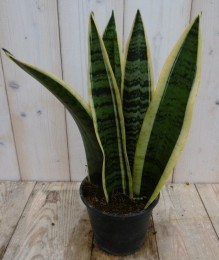 KamerplantVrouwentongSansevieriageelbont30cm-Warentuinnatuurlijk