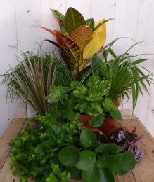 Kamerplantenpakketplantenboxcirca6tot10plantenLichtWarentuinNatuurlijk-Warentuinnatuurlijk