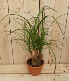 KamerplantBeaucarnearecuvatagedeeldestam30cm-Warentuinnatuurlijk