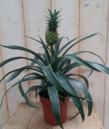 Ananasplant-Warentuinnatuurlijk