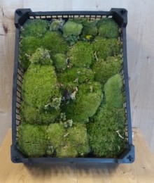 BolmosinkistjedecoratiemosWarentuinNatuurlijk-Warentuinnatuurlijk