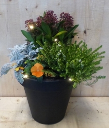 BloempotantracietmetherfstplantenSkimmiawinterheidendia30cmWarentuinNatuurlijk-Warentuinnatuurlijk