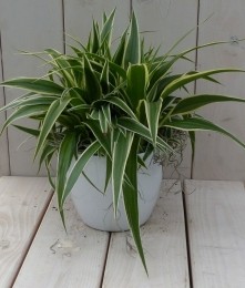 Chlorophytuminwittepot25cm-Warentuinnatuurlijk