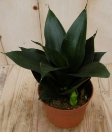 KamerplantVrouwentongSansevieriadonkergroenmini-Warentuinnatuurlijk