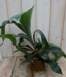 HertshoornvarenkamerplantPlatyceriumWarentuinNatuurlijk-Warentuinnatuurlijk