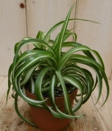 2stuksChlorophytumbonnie-Warentuinnatuurlijk