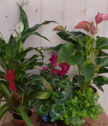 KamerplantenpakketBloeiend-Warentuinnatuurlijk