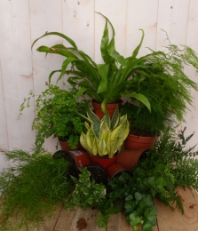 Kamerplantenpakketplantenboxcirca6tot10plantenSchaduwWarentuinNatuurlijk-Warentuinnatuurlijk