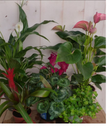 Kamerplantenpakketplantenboxcirca6tot10plantenBloeiendWarentuinNatuurlijk-Warentuinnatuurlijk