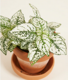 HypoesteswitkamerplantWarentuinNatuurlijk-Warentuinnatuurlijk