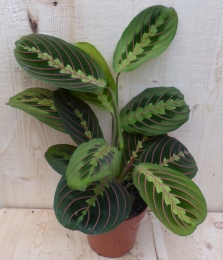 MarantaLeuconeuraFascinatorTiengebodenplant-Warentuinnatuurlijk