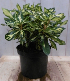 Rododendron40cmrozebontblad-Warentuinnatuurlijk