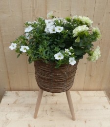 Rietenplantenbakbruinoppotenmetzomerbloeierswith65cm-Warentuinnatuurlijk