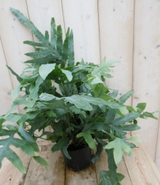 IJzervarenPhlebodiumGrootkamerplantWarentuinNatuurlijk-Warentuinnatuurlijk