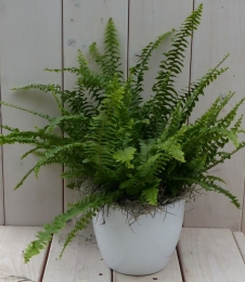 Koningsvarenwittepot30cmWarentuinNatuurlijk-Warentuinnatuurlijk