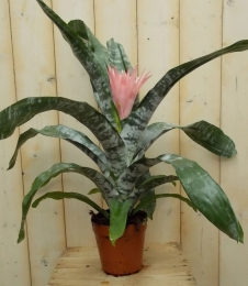 KokerbromeliarozeKamerplantAechmeafasciataWarentuinNatuurlijk-Warentuinnatuurlijk