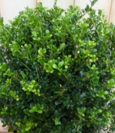 Ilexgroen30cmHulstWarentuinNatuurlijk-Warentuinnatuurlijk