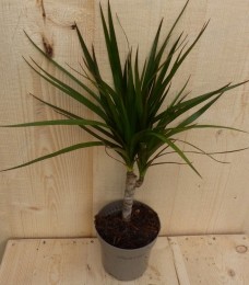 DrakenbloedboomDracaenaMarginataSmalBlad30cm-Warentuinnatuurlijk