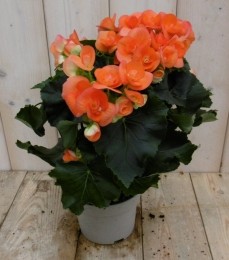 KamerplantBegoniadubbelbloemigoranje-Warentuinnatuurlijk