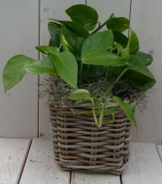 Epipremnumgeelgroenmandje25cm-Warentuinnatuurlijk