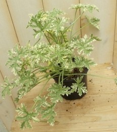 3stuksCitroengeraniumbont-Warentuinnatuurlijk