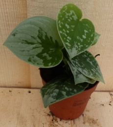 ScindapsusEpipremnumgrijsgroenkleinViridikamerplantWarentuinNatuurlijk-Warentuinnatuurlijk