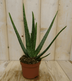 2stuksKamerplantAloeveraWarentuinNatuurlijk-Warentuinnatuurlijk
